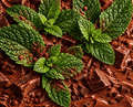 Peppermint Mocha