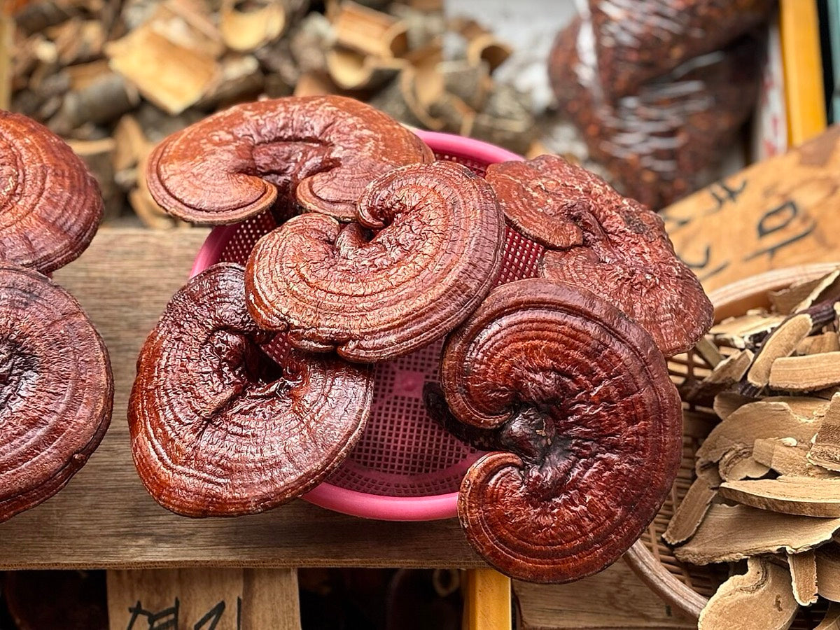 Sušené houby reishi na tradičním trhu
