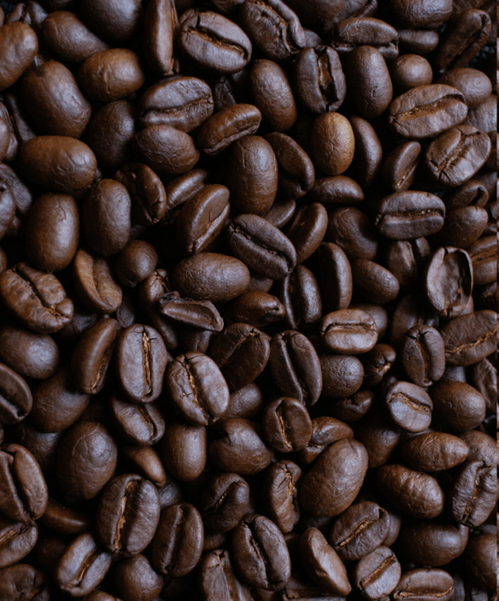 Café Robusta — visuel de référence
