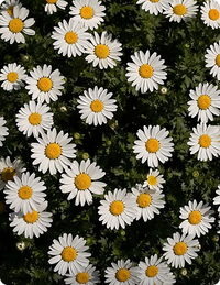5 Calming Botanicals