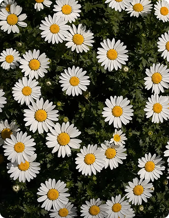 Chamomile