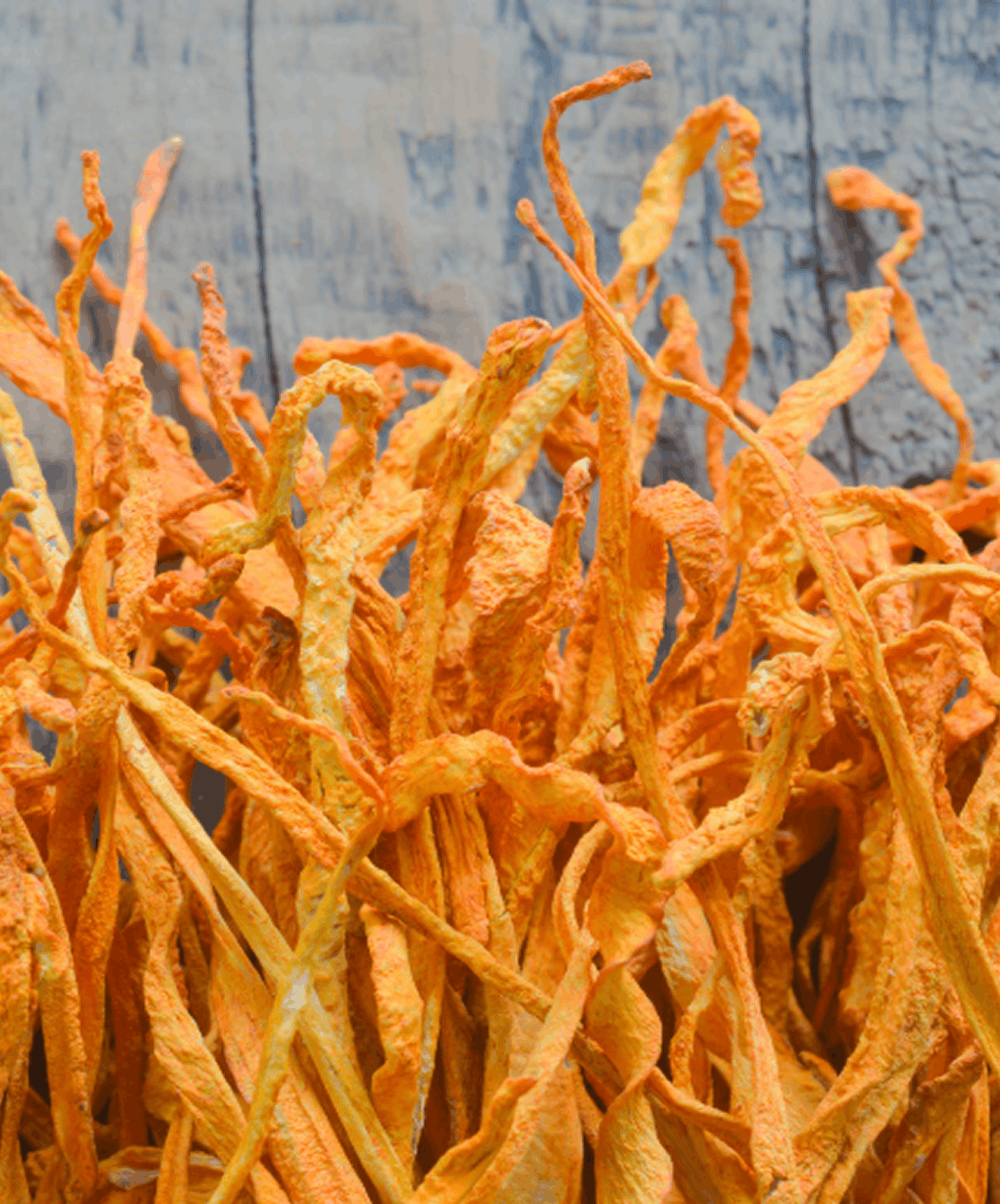 Cordyceps — visuel de référence