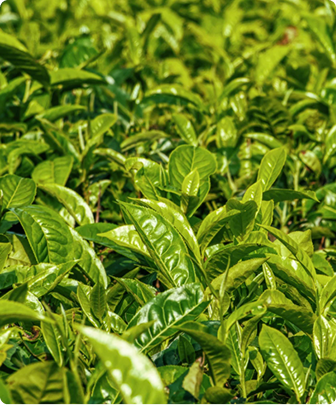 Green tea extract