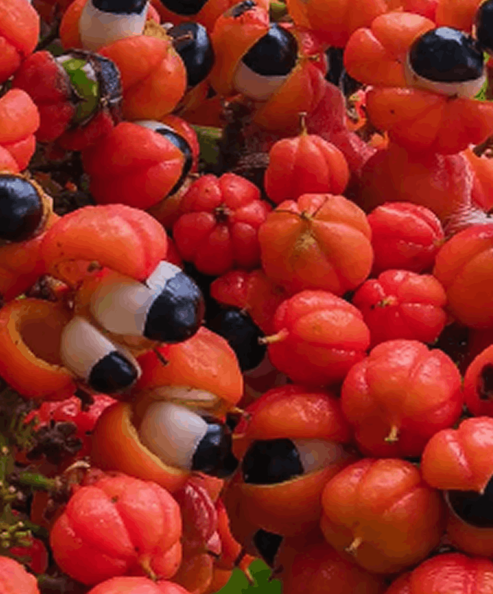 Guarana — visuel de référence