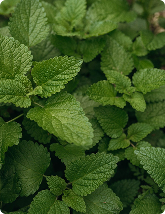 Lemon balm
