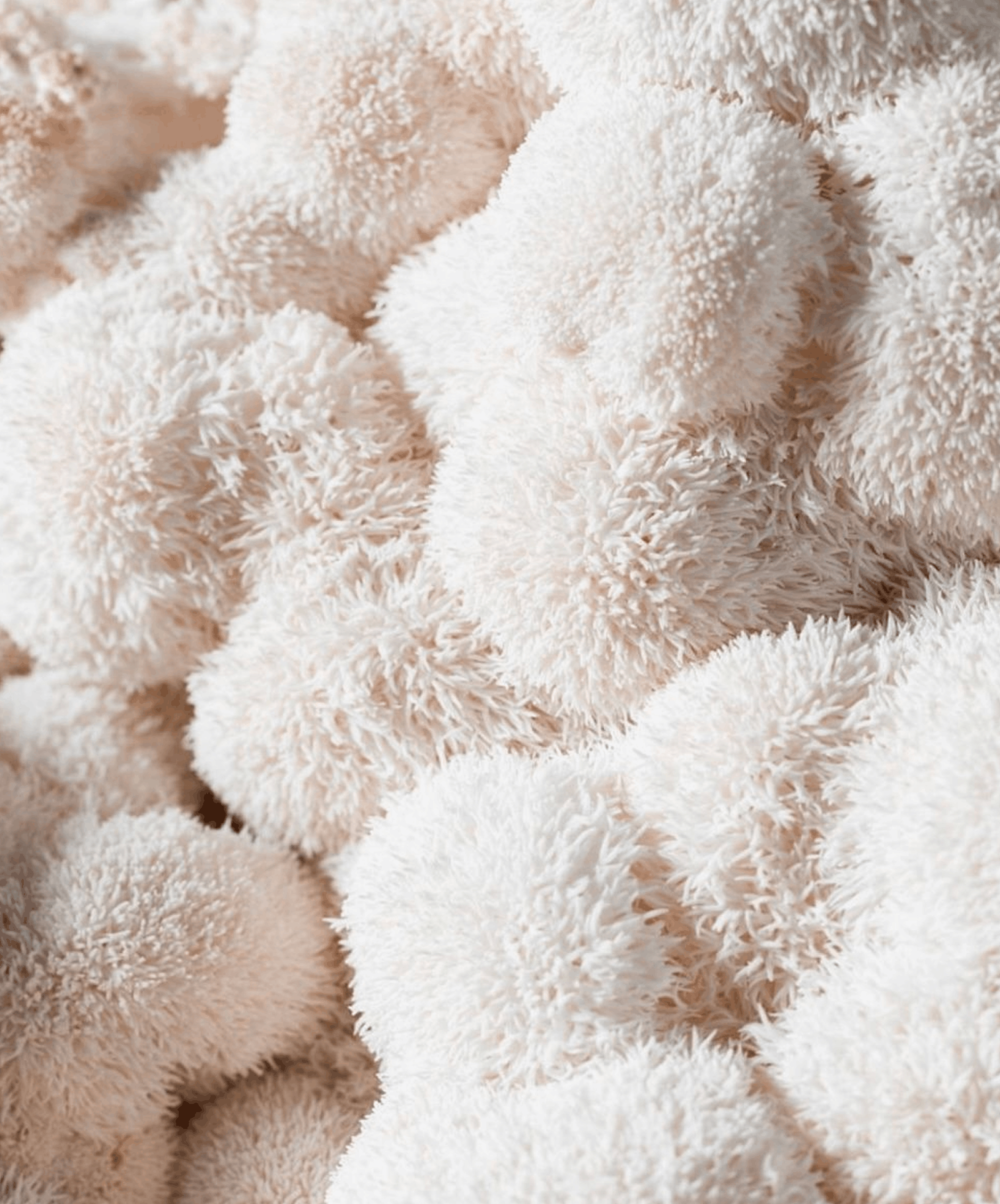Lion’s Mane — visuel de référence