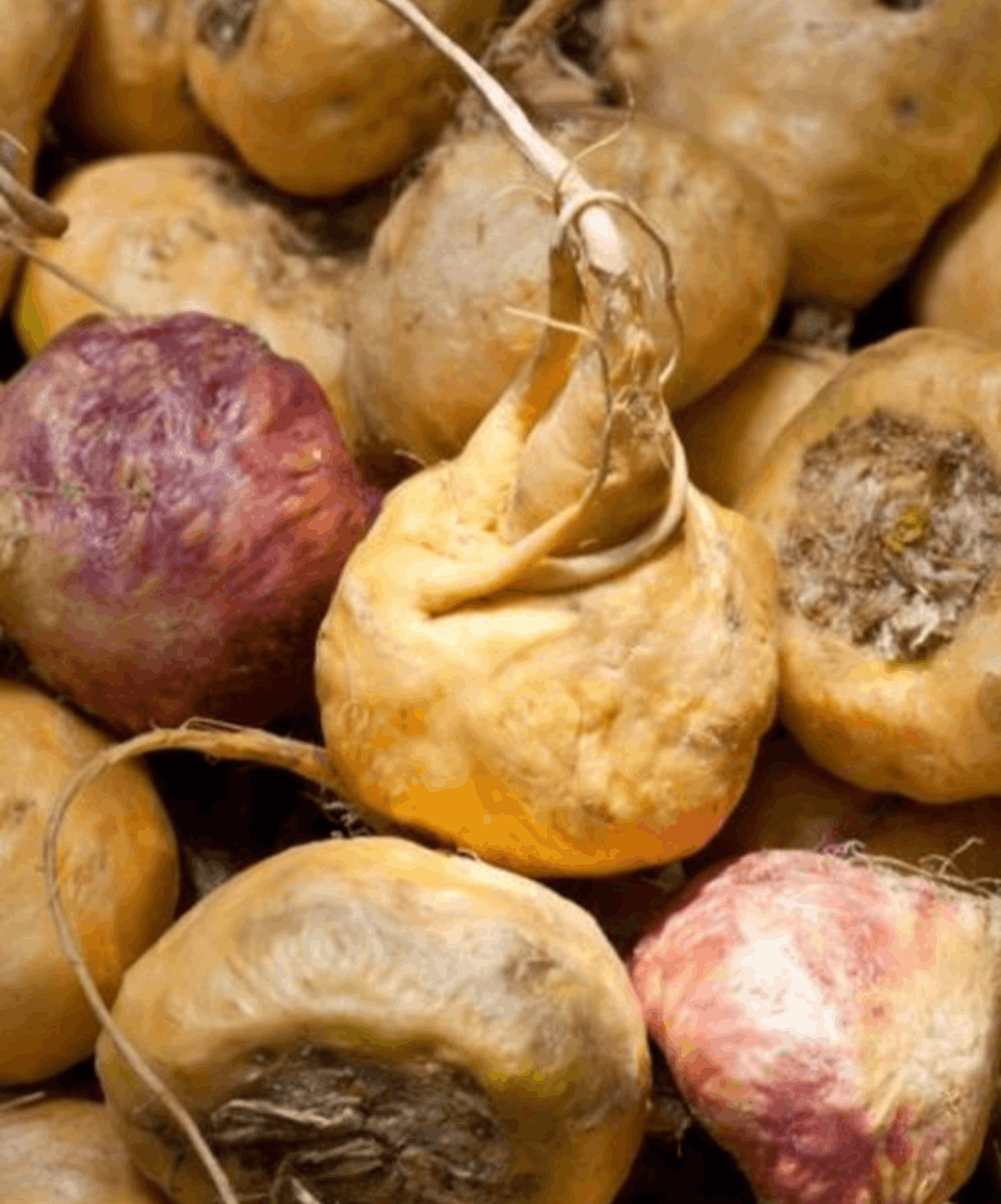 Maca — visuel de référence