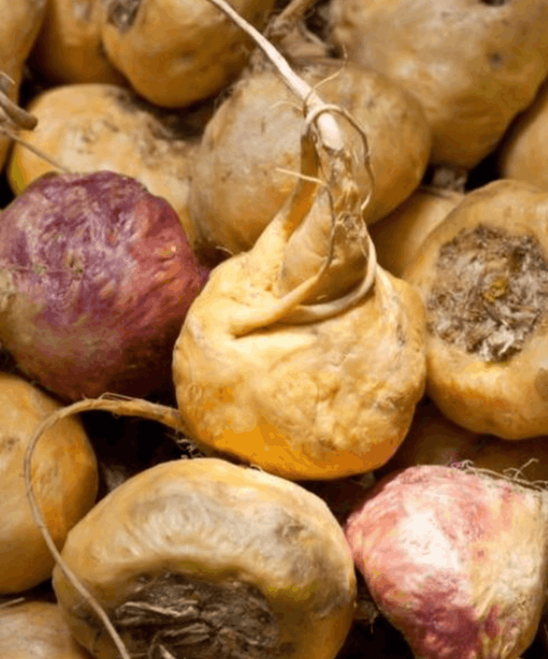 Maca