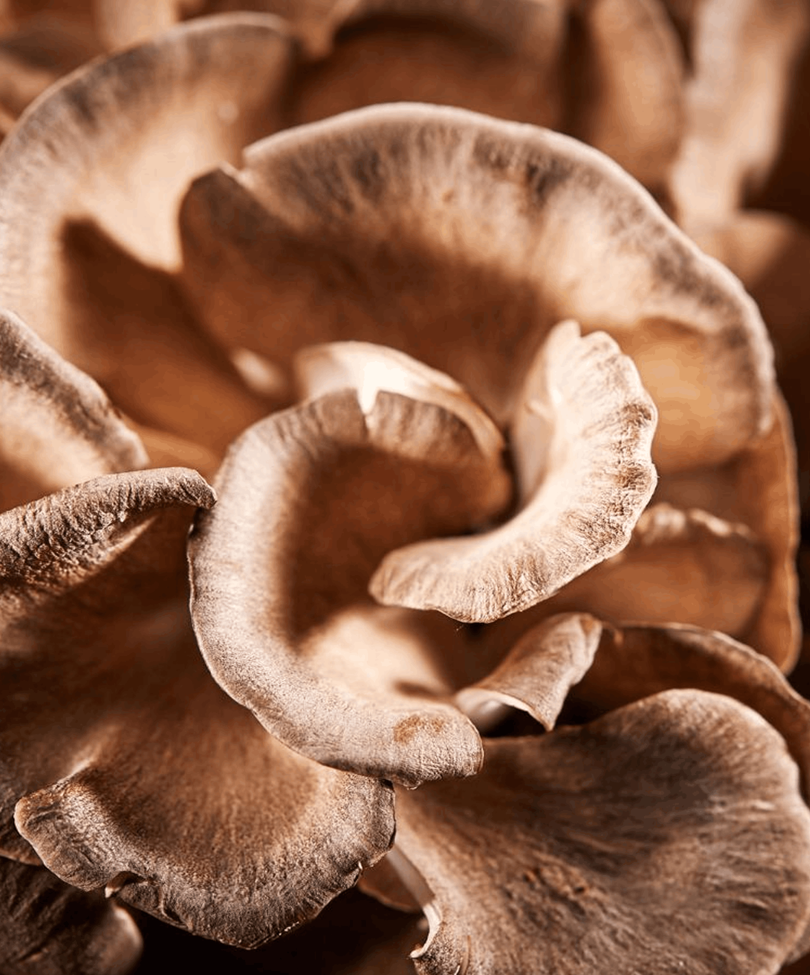 Maitake — visuel de référence