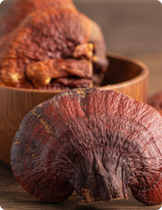 Reishi