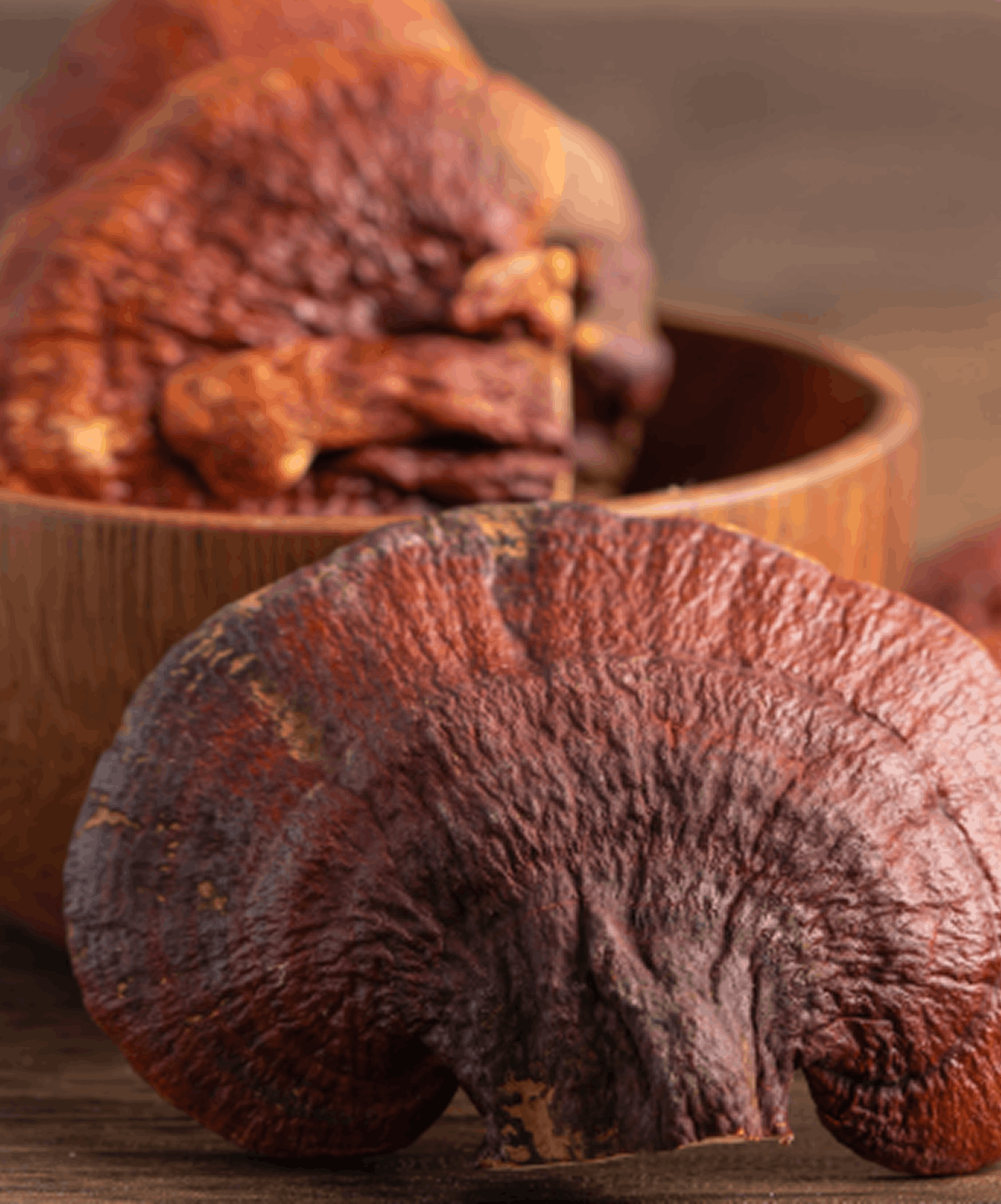 Reishi — visuel de référence