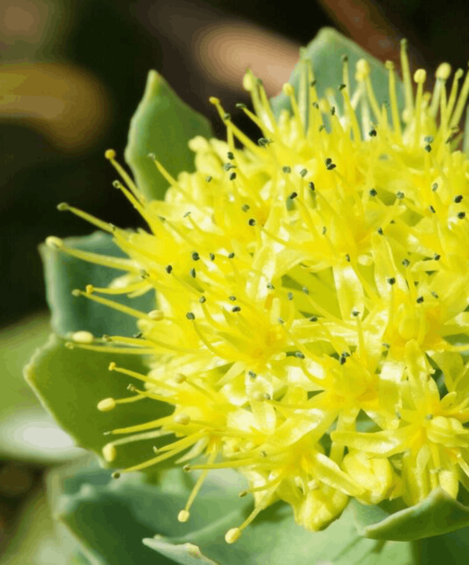 Rhodiola rosea — visuel de référence