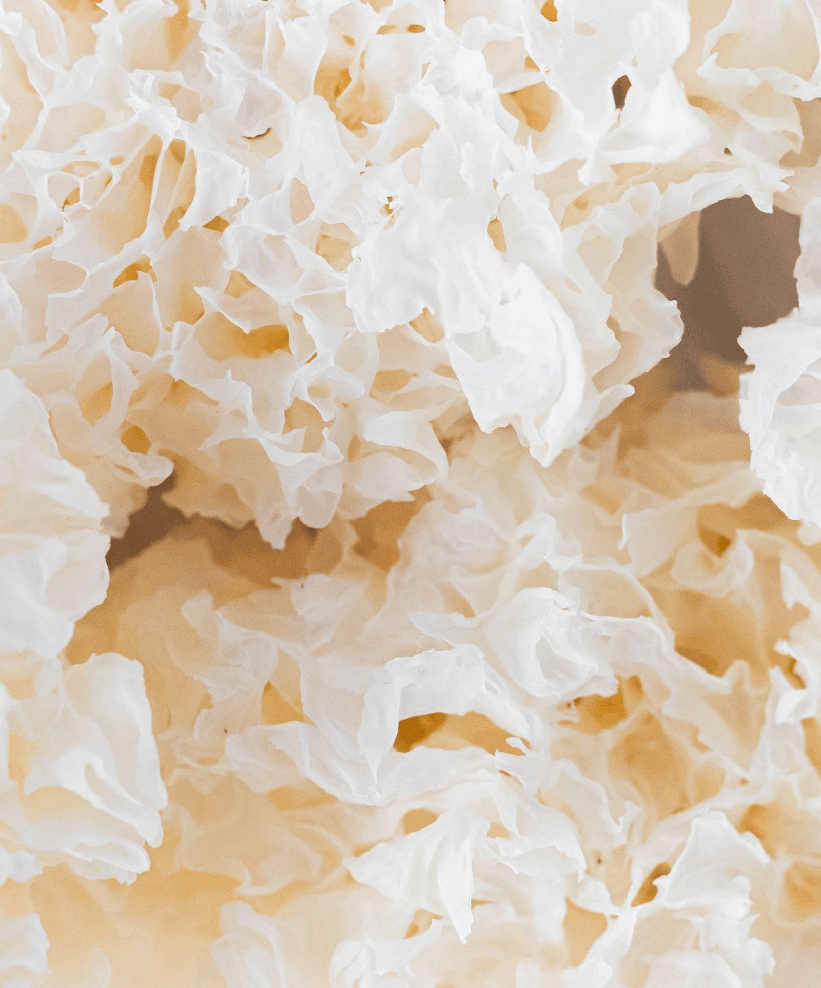Tremella — visuel de référence