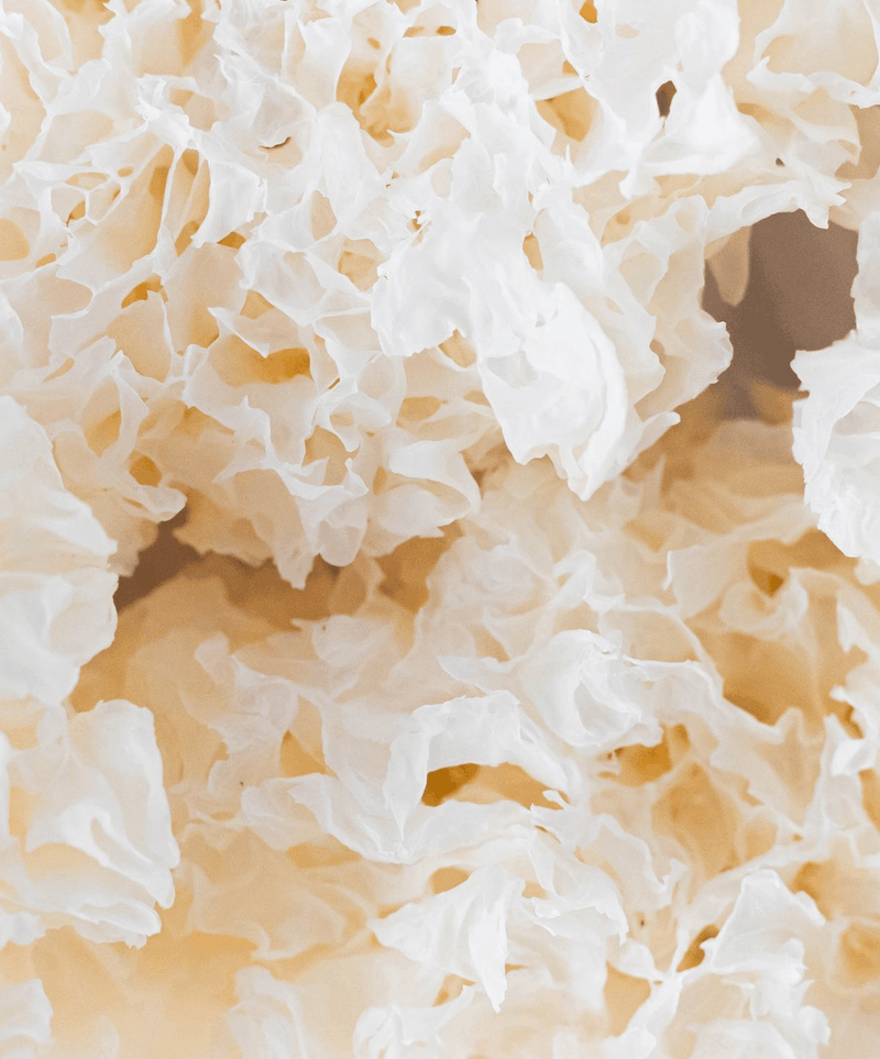 Tremella