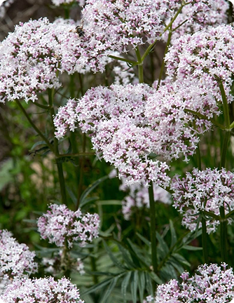Valerian