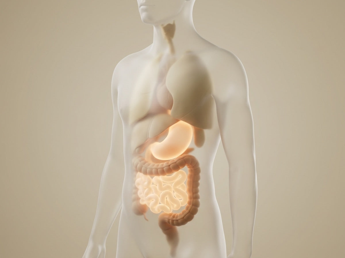Illustration of a calm, settled digestive system