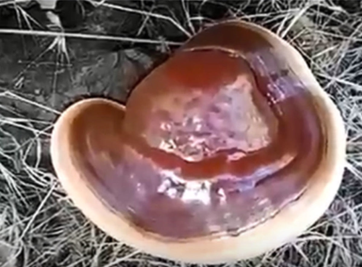 Lesklá, vějířovitá červenohnědá houba reishi